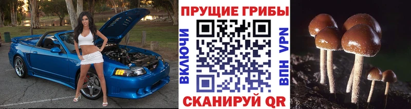 Галлюциногенные грибы Cubensis Усмань